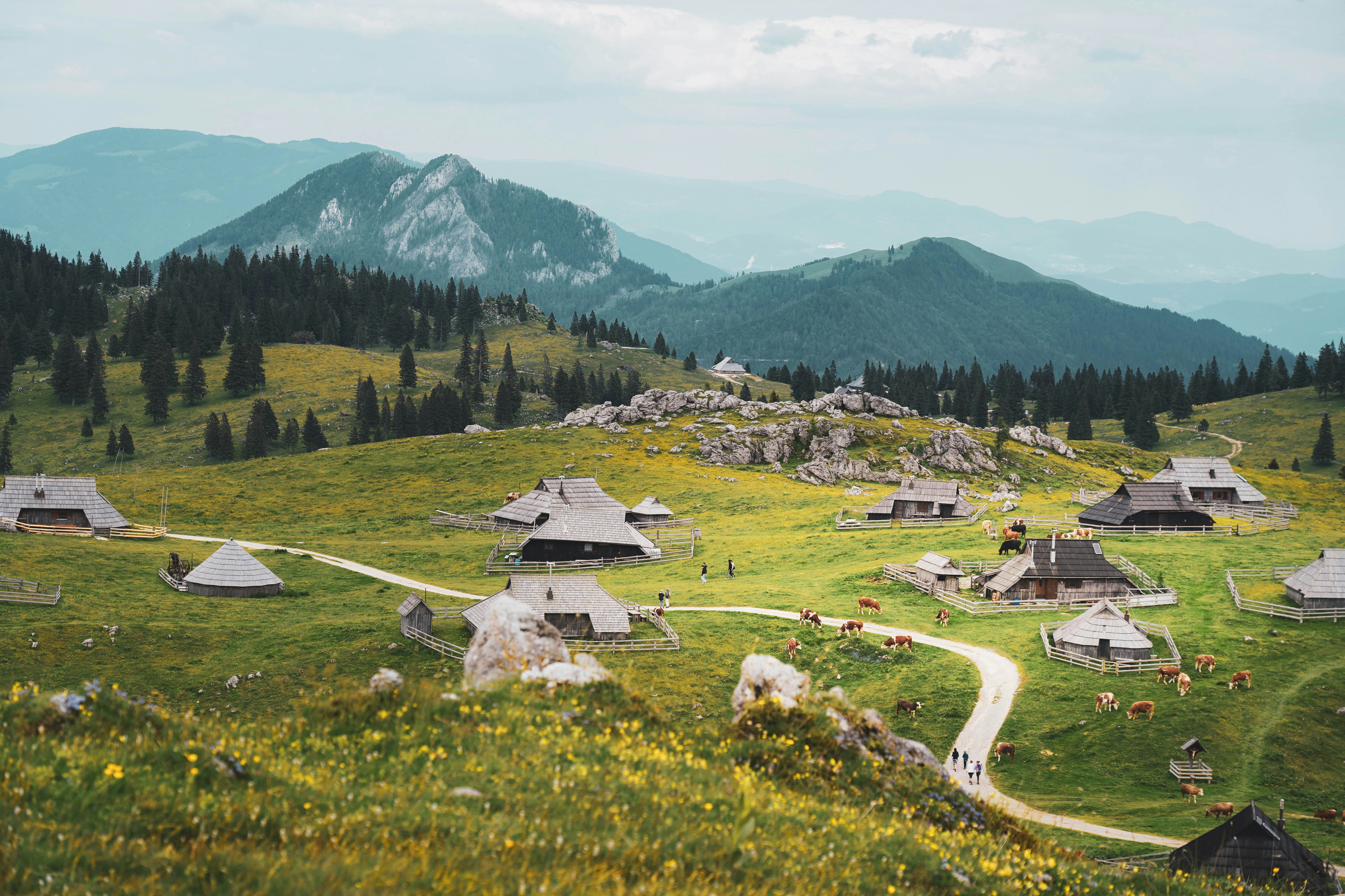 Wooden shepherd huts and grazing cattle on the Velika Planina high plateau